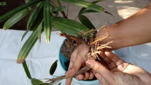 How to Plant and Grow Lady Palm
