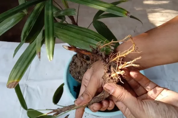 How to Plant and Grow Lady Palm